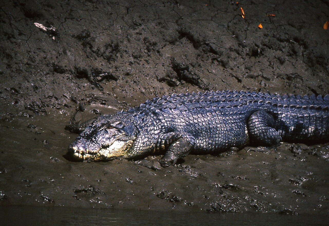 Cocodrilo marino (Crocodylus porosus)