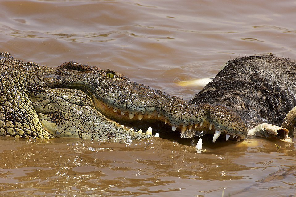 Cocodrilo del Nilo tomando el sol en la orilla del río