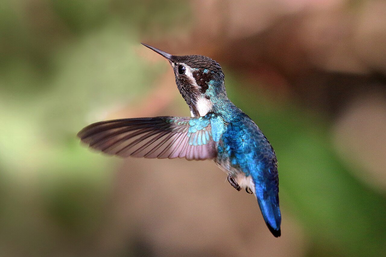 Colibrí (Mellisuga helenae)