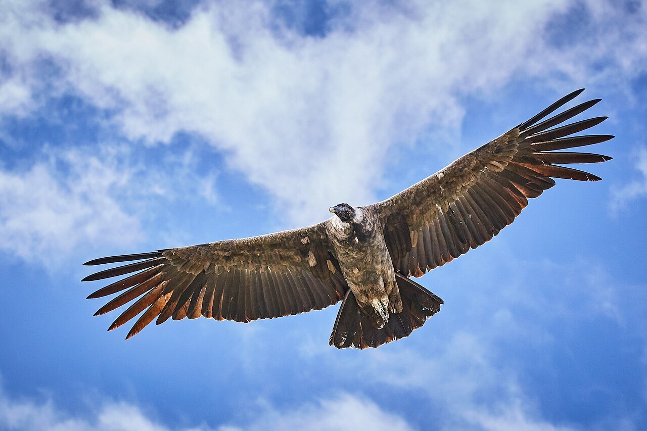 Cóndor Andino (Vultur gryphus)