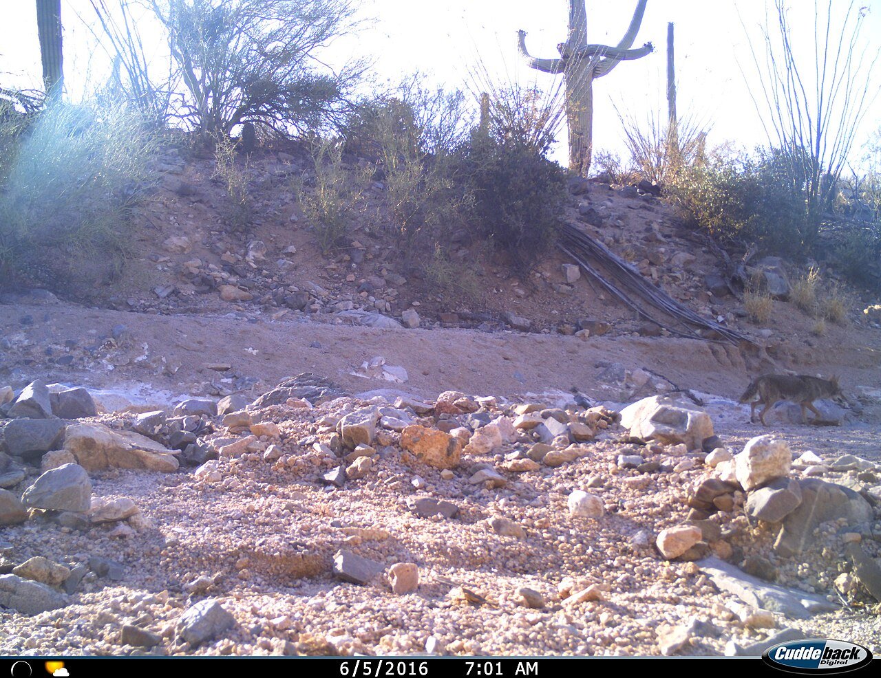 Coyote (Canis latrans)