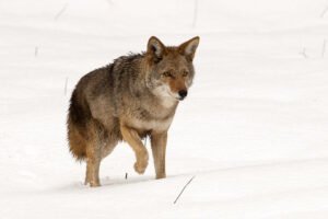 Coyote: características, hábitat y curiosidades del cánido más adaptable