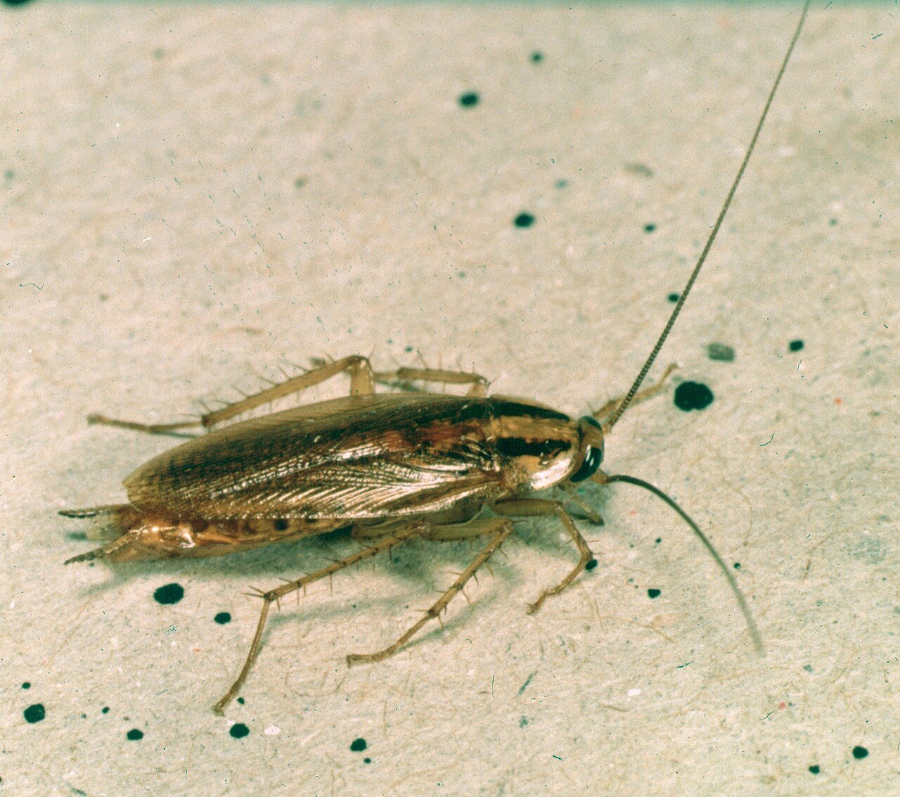 Cucaracha (Blattella germanica)