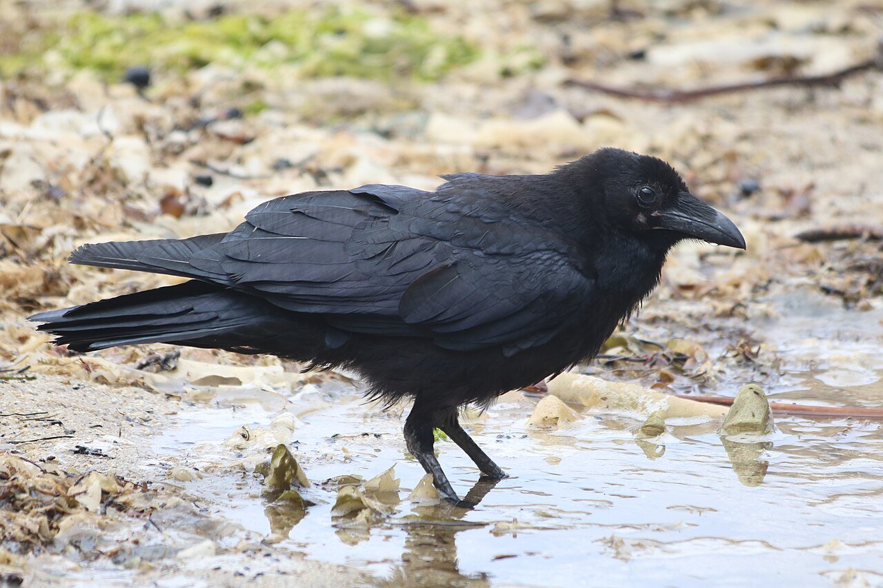 Cuervo común (Corvus corax)