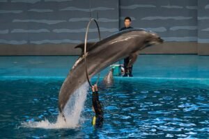 Delfín: características, hábitat y curiosidades del mamífero marino más inteligente