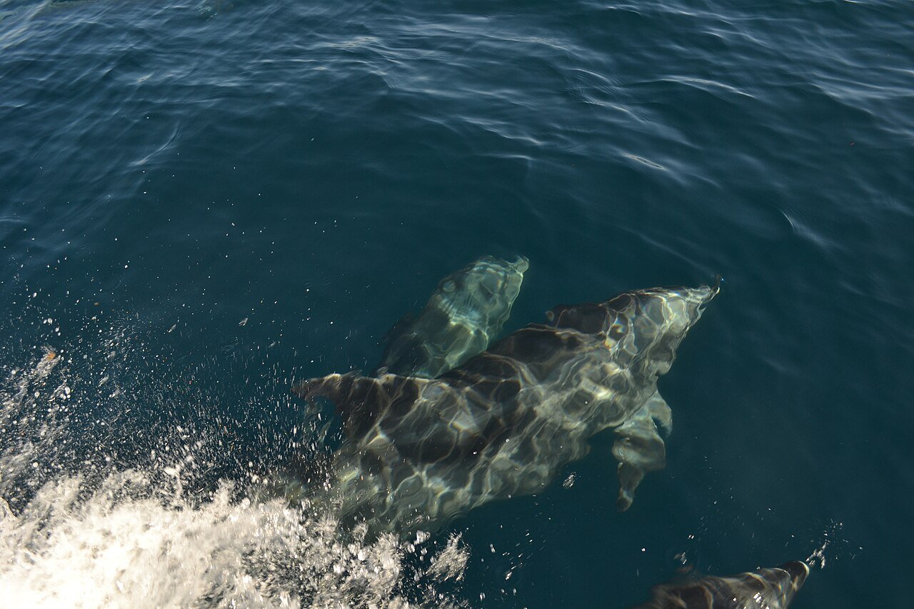 Delfín mular (Tursiops truncatus)
