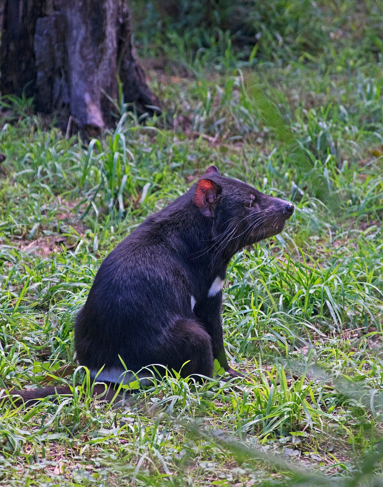 Demonio de Tasmania (Sarcophilus harrisii)
