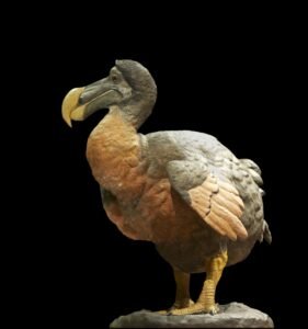 Dodo: La Historia del Ave que Perdió el Miedo al Hombre