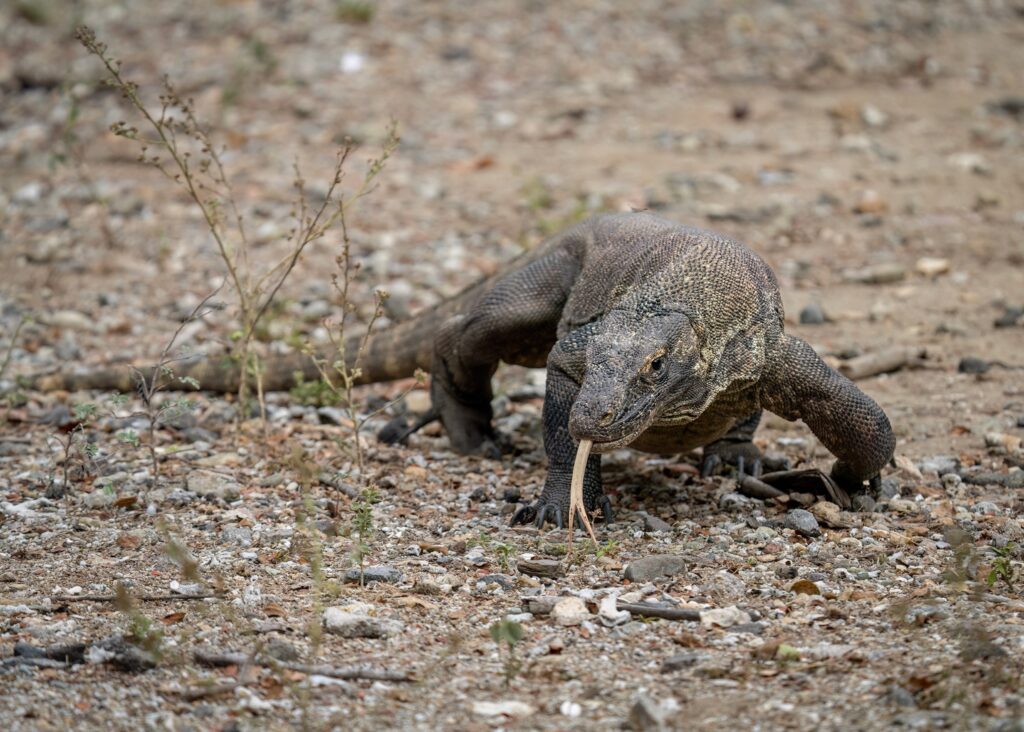 Dragón de Komodo