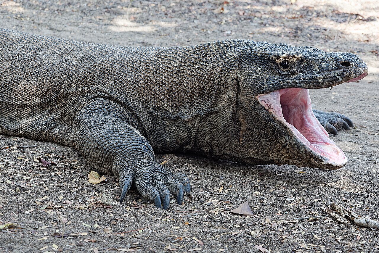 Dragón de Komodo (Varanus komodoensis)