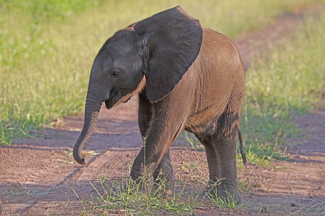 Elefante (Loxodonta africana)