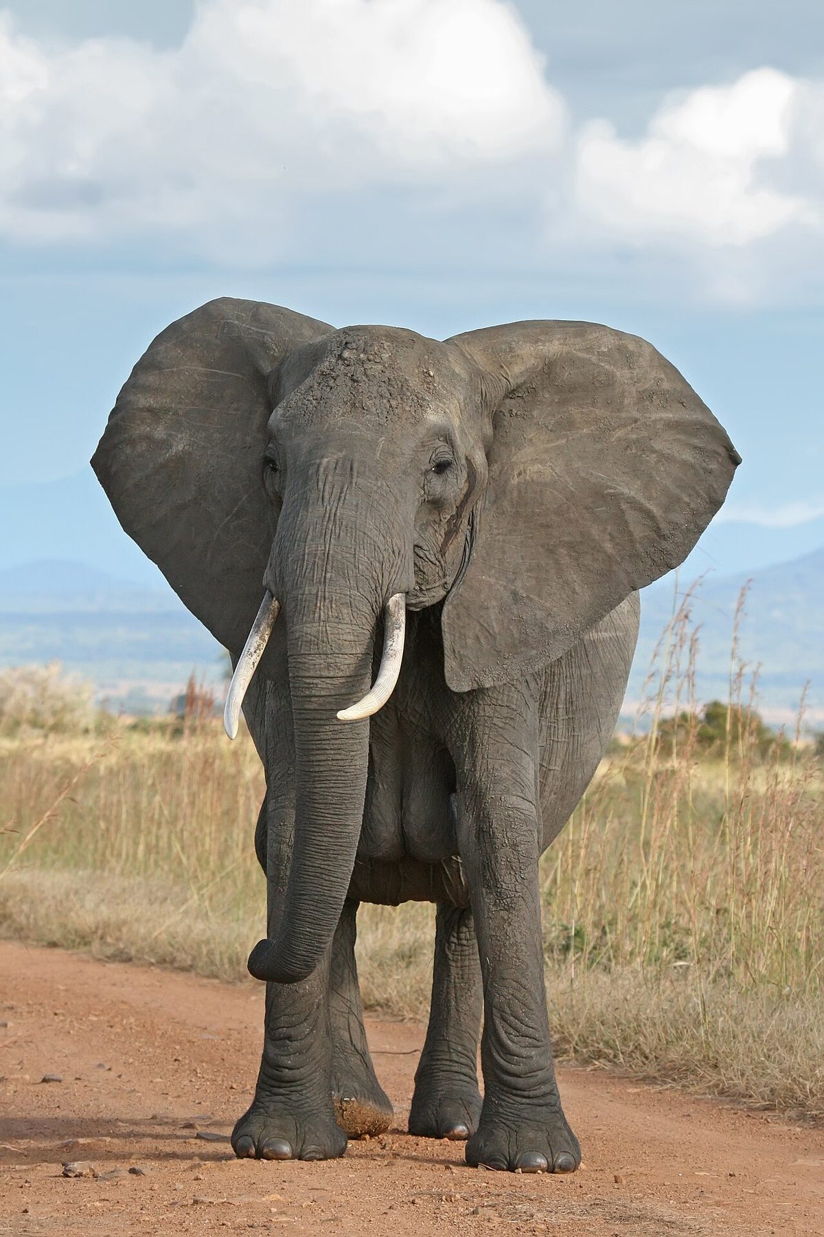 Elefante africano
