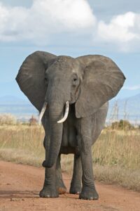 Elefante africano de sabana: características, hábitat y curiosidades