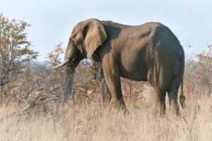 Elefante: características, hábitat y curiosidades del mayor animal terrestre