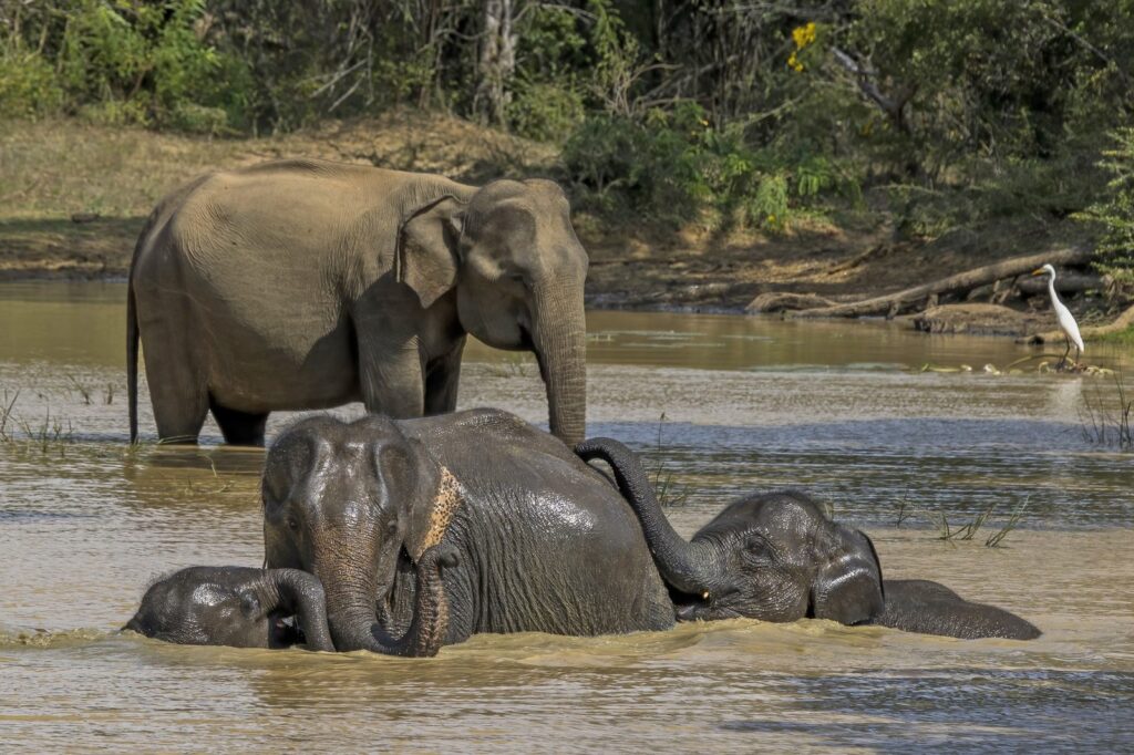 Elefante Asiático