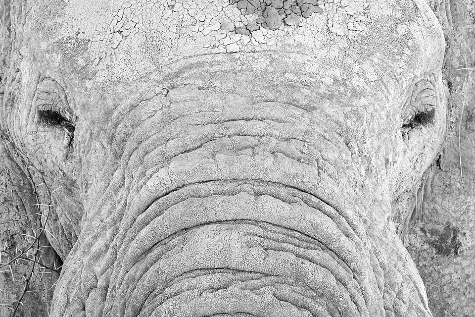 Elefante africano (Loxodonta africana) en la sabana