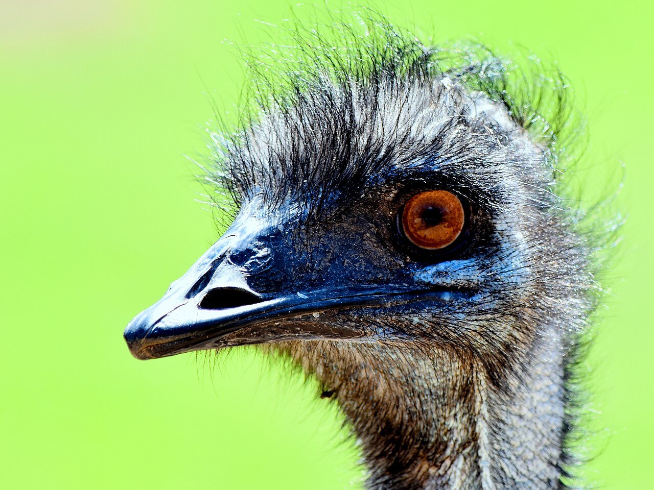 Emú (Dromaius novaehollandiae)