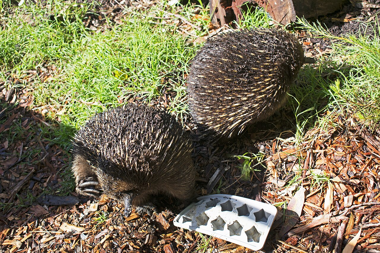 Equidna (Tachyglossus aculeatus)