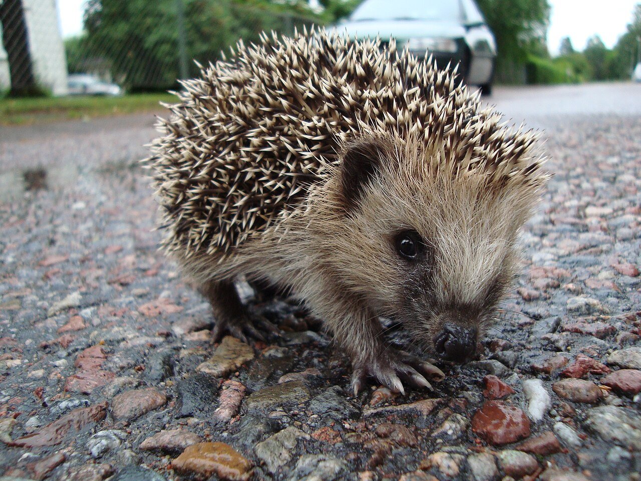 Erizo (Erinaceus europaeus)