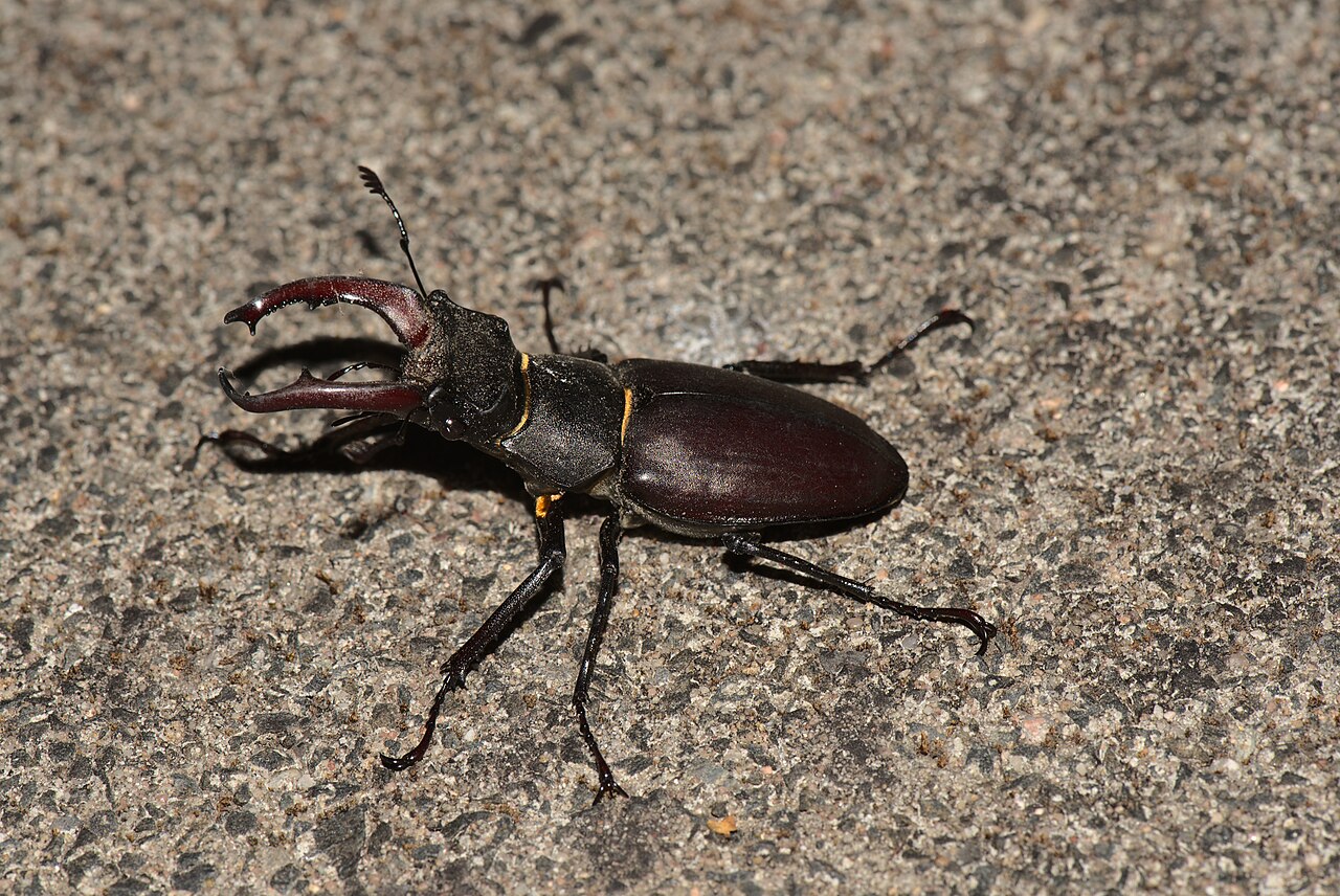 Escarabajo ciervo volante (Lucanus cervus)