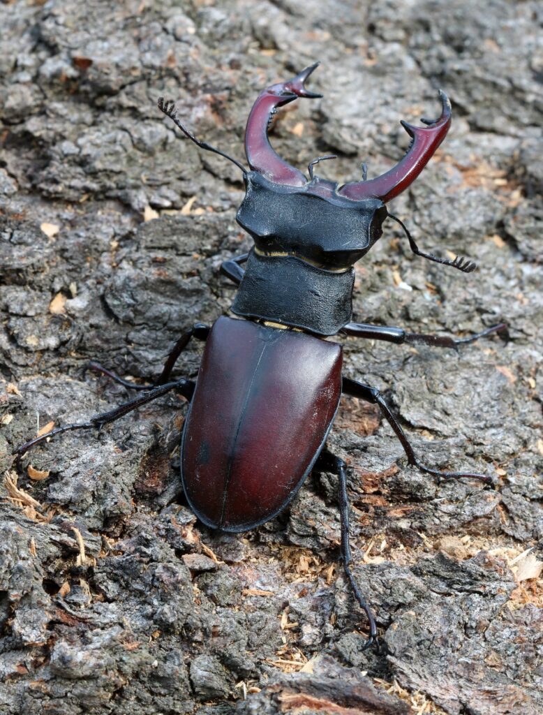 Escarabajo ciervo volante macho Lucanus cervus con sus grandes mandíbulas