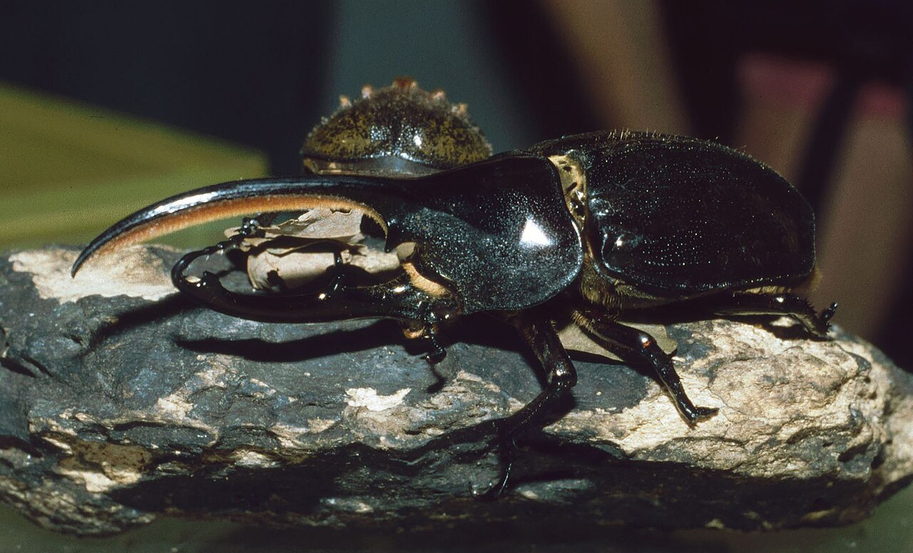 Escarabajo Hércules (Dynastes hercules)
