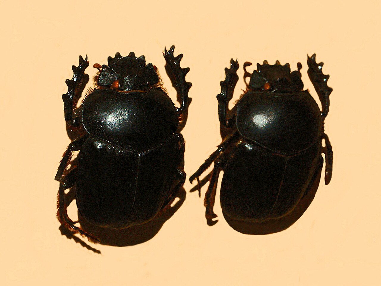 Escarabajo pelotero (Scarabaeus sacer)