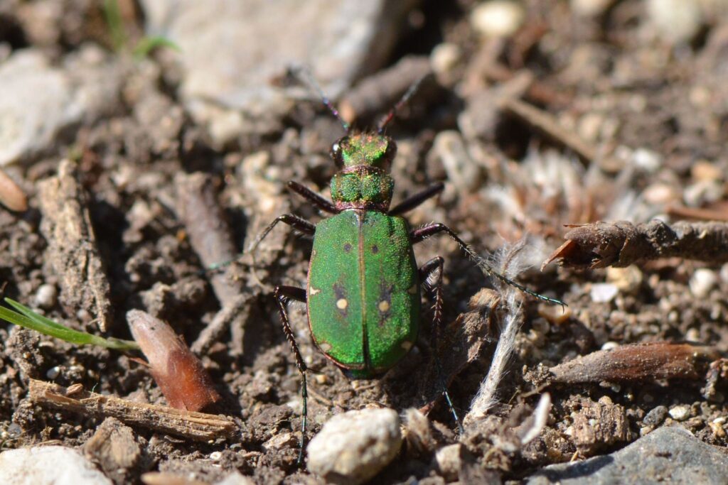 Escarabajo tigre verde Cicindela campestris sobre el suelo
