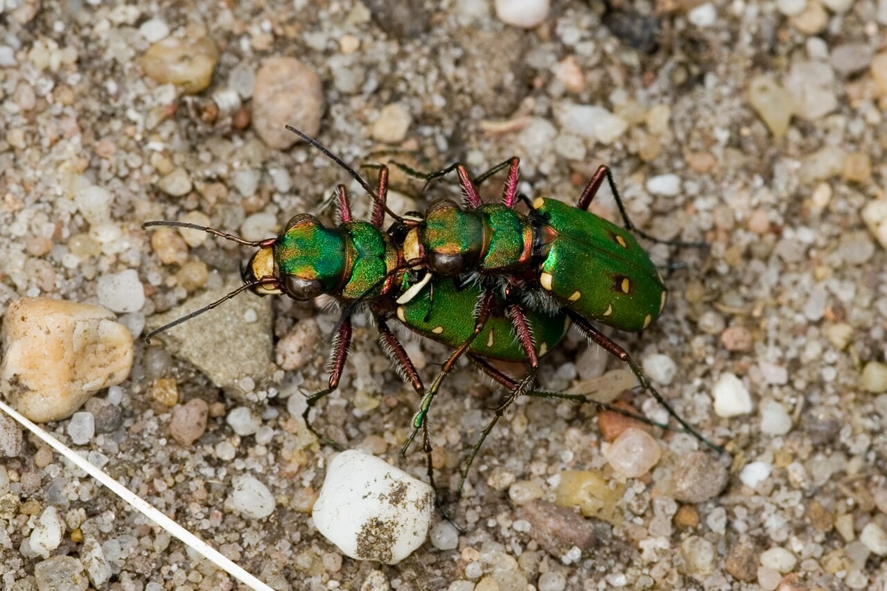 Escarabajo tigre (Cicindela campestris)