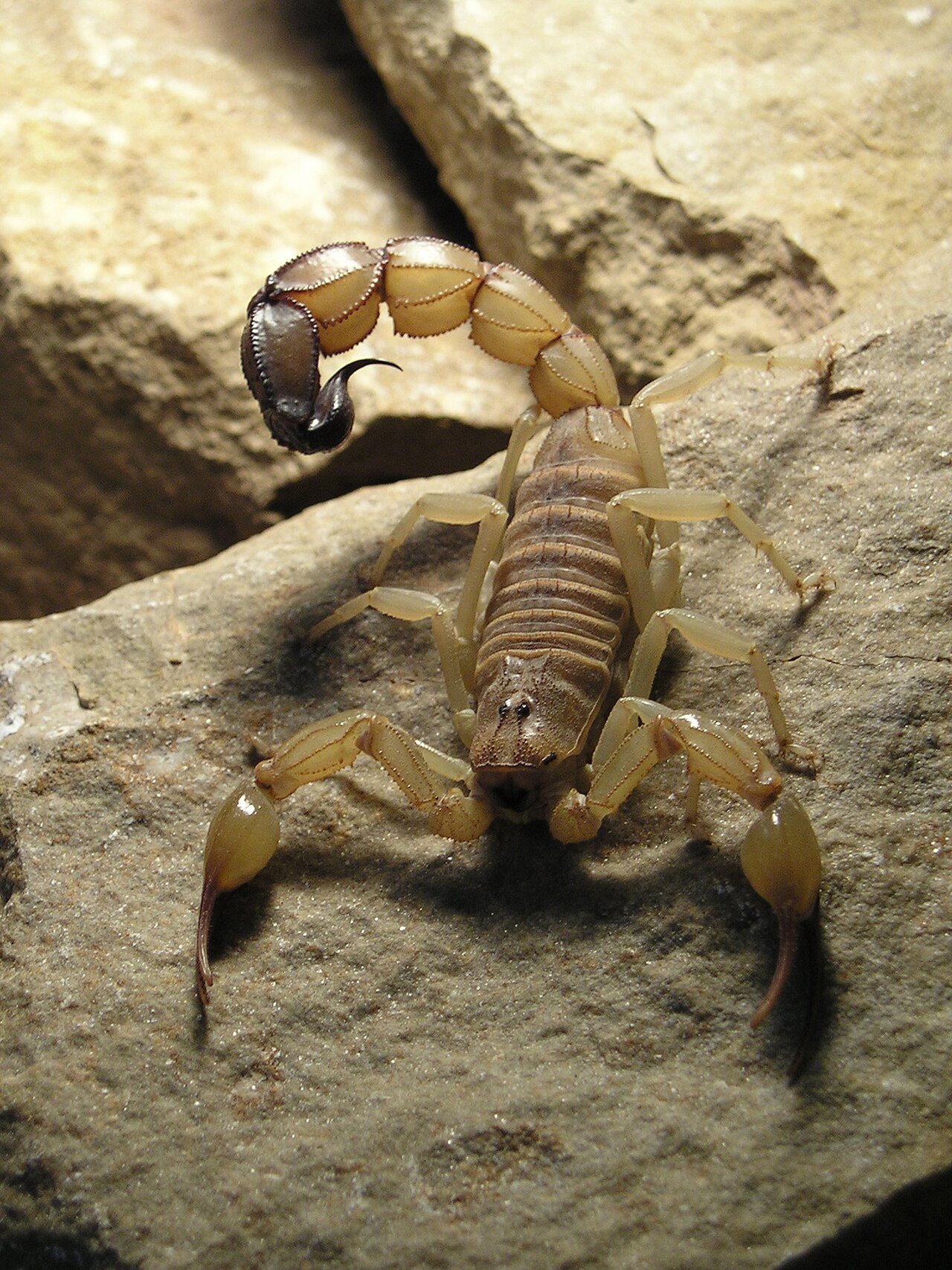 Escorpión (Androctonus australis)