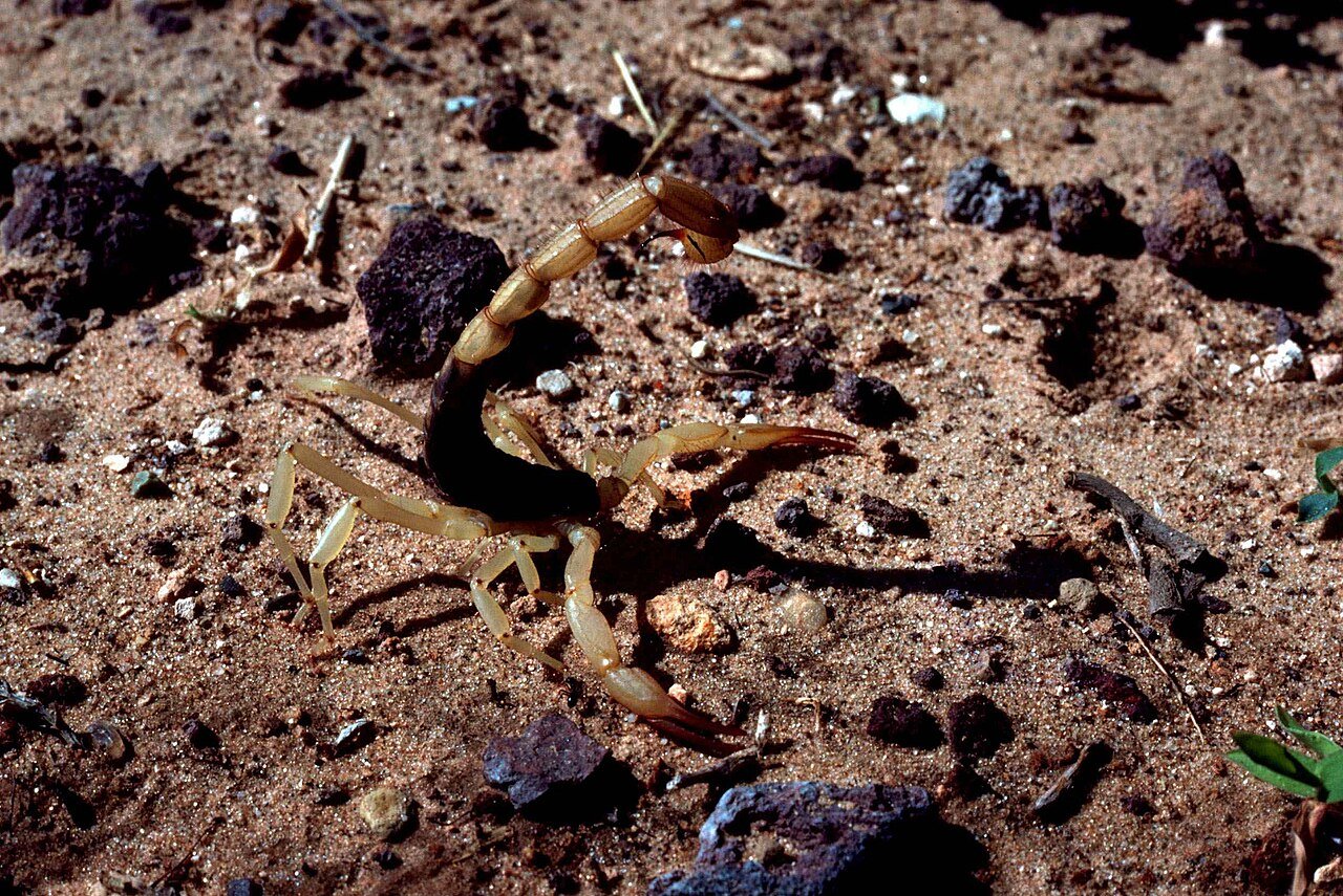 Escorpión de corteza (Centruroides sculpturatus)