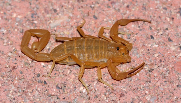 Escorpión de corteza
