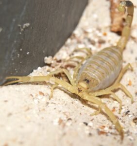 Escorpión Deathstalker (Leiurus quinquestriatus)