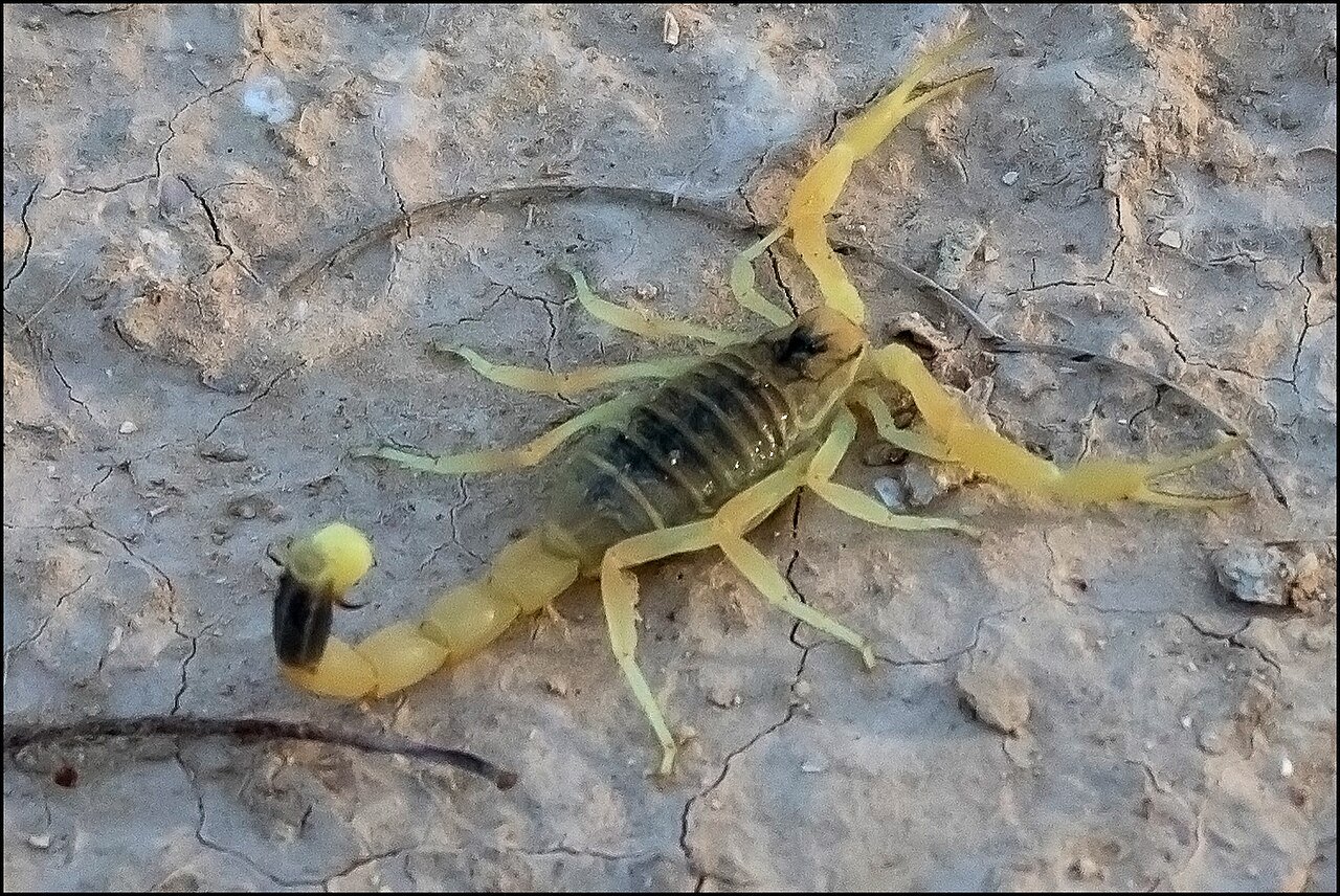 Escorpión dorado israelí (Leiurus quinquestriatus)