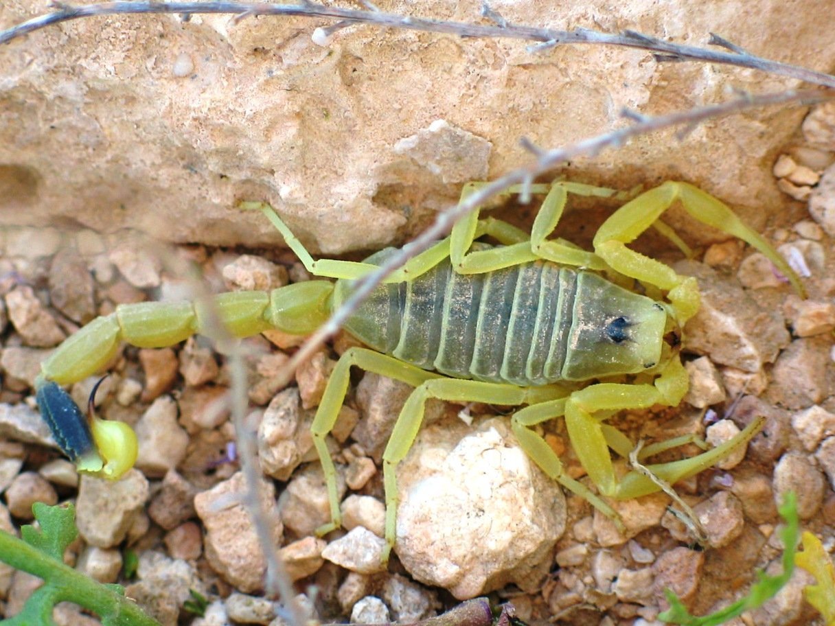 Escorpión dorado israelí
