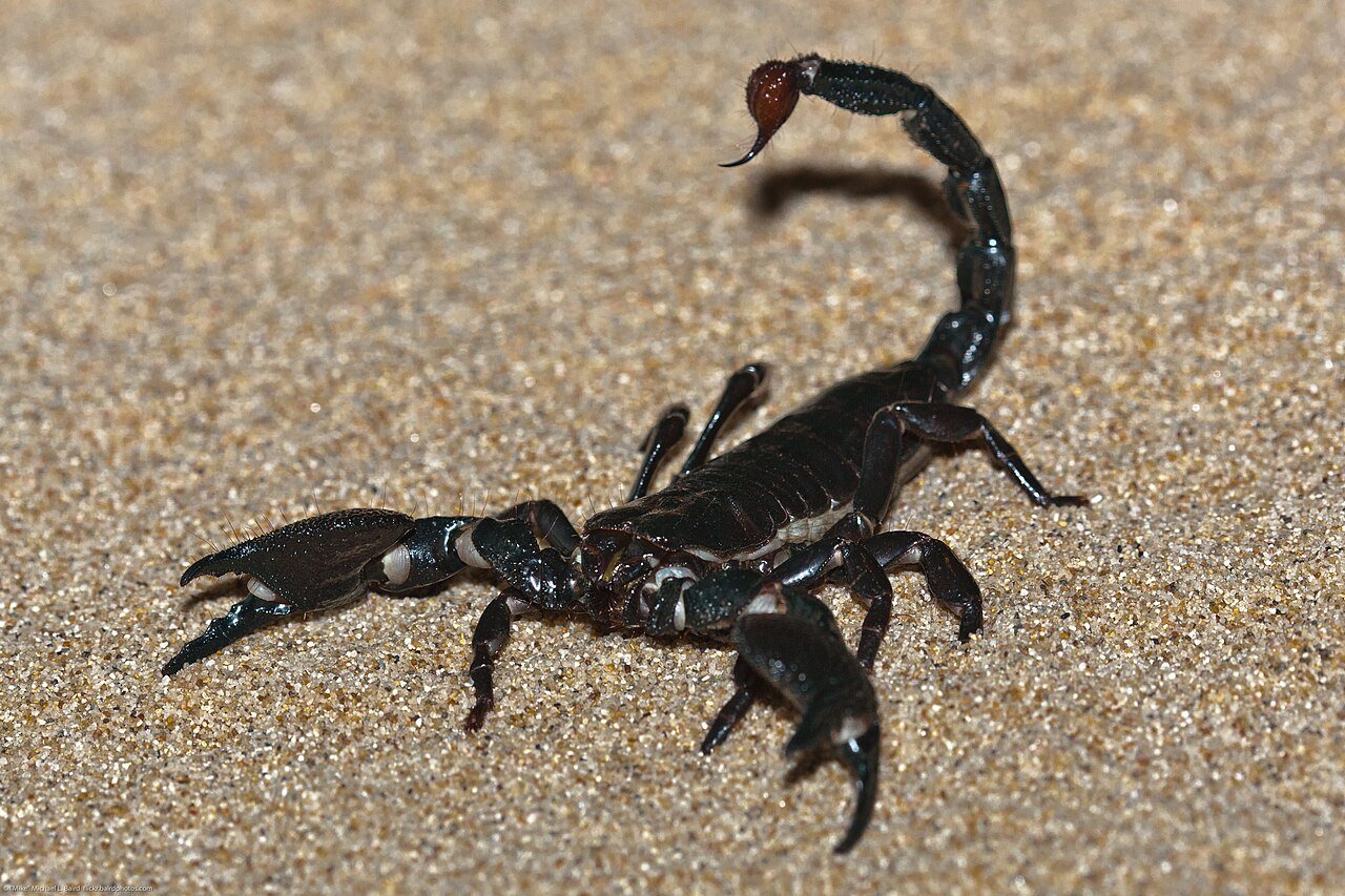 Escorpión emperador (Pandinus imperator)