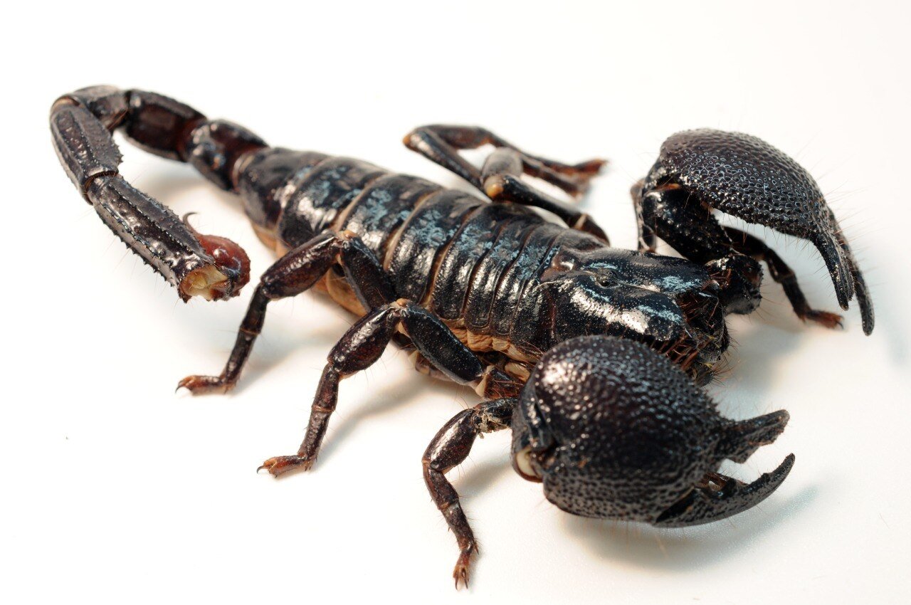 Escorpión emperador