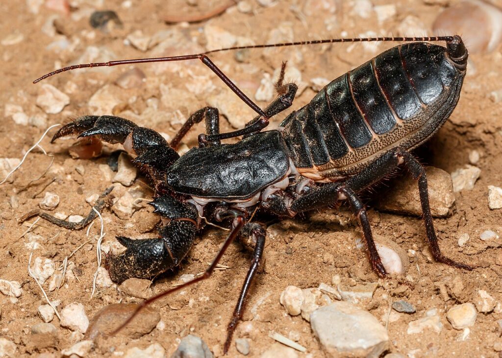 Escorpión látigo: el falso escorpión que no tiene veneno