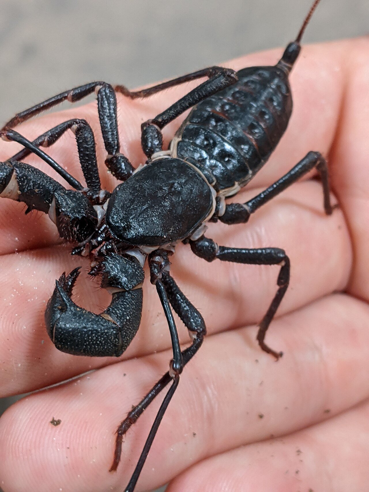 Escorpión látigo (Mastigoproctus giganteus)
