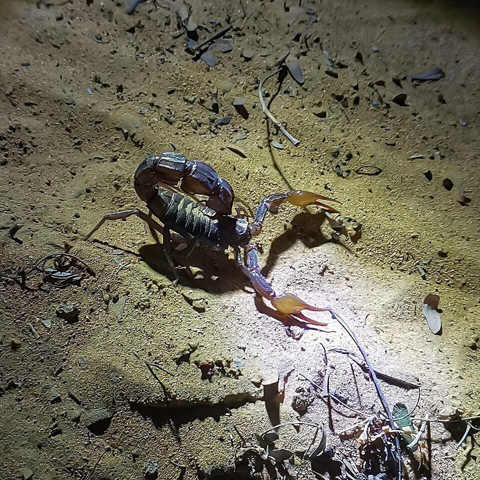 Escorpión bajo luz ultravioleta brillando en azul