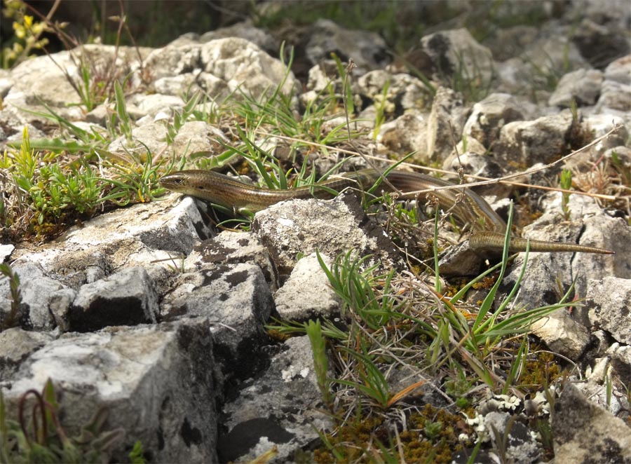 Eslizón (Chalcides chalcides)