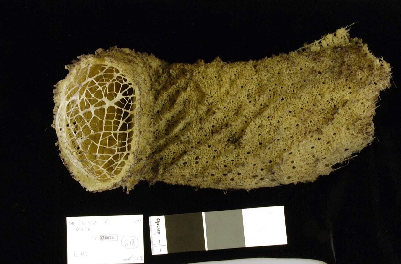 Esponja de Cristal (Euplectella aspergillum)