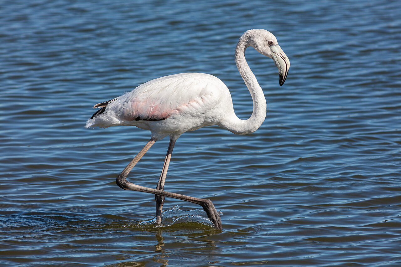 Flamenco (Phoenicopterus roseus)
