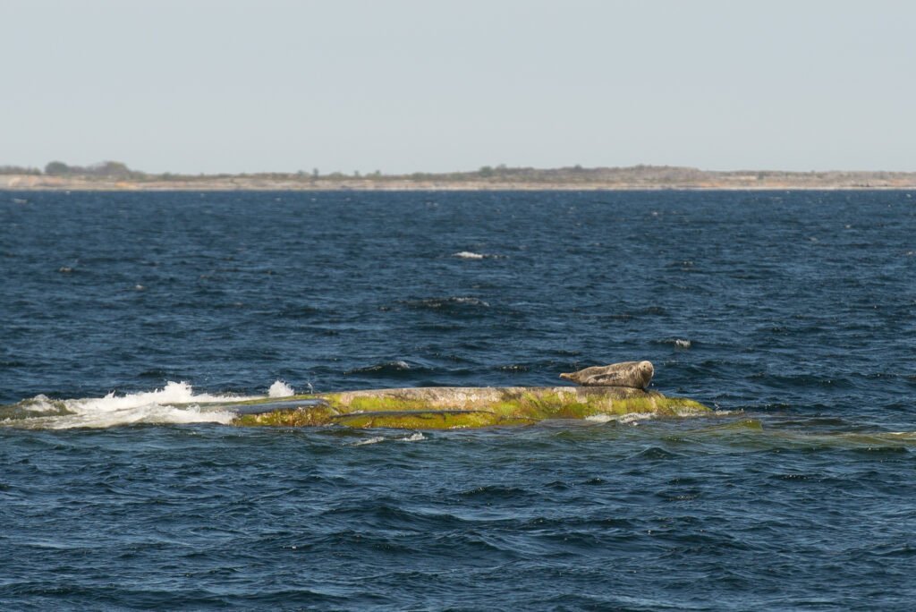 Foca gris Halichoerus grypus