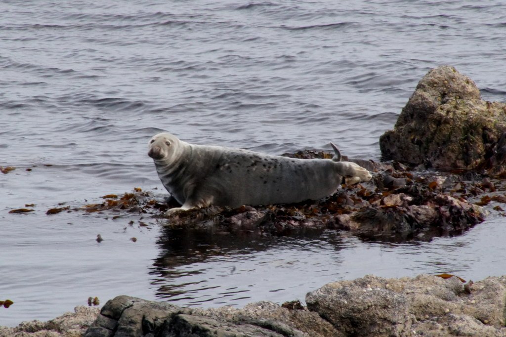 Foca gris (Halichoerus grypus)