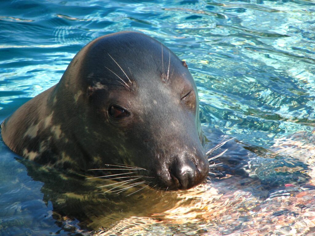 Foca gris