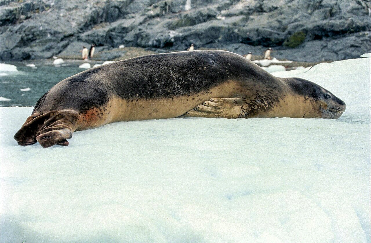 Foca leopardo (Hydrurga leptonyx)