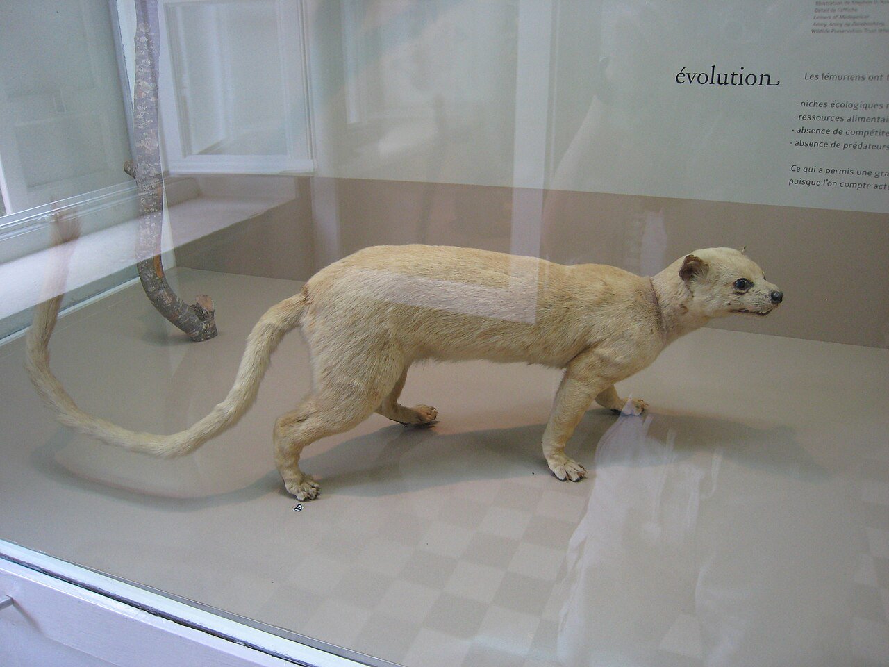 Fossa (Cryptoprocta ferox)