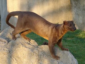 Fossa: el depredador supremo de Madagascar