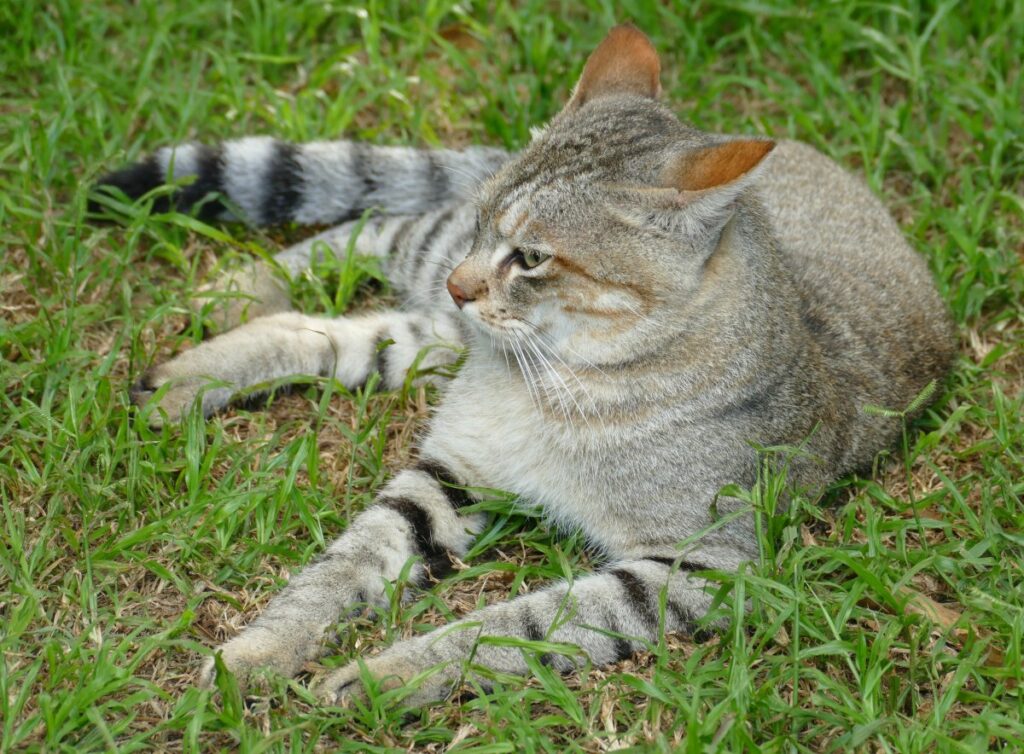 Gato salvaje africano